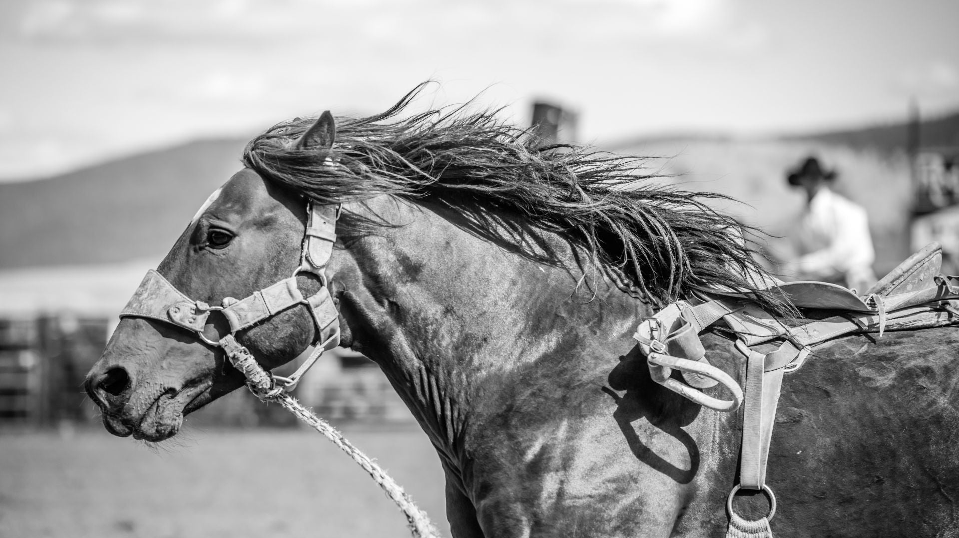 A Guide to Rodeo Events