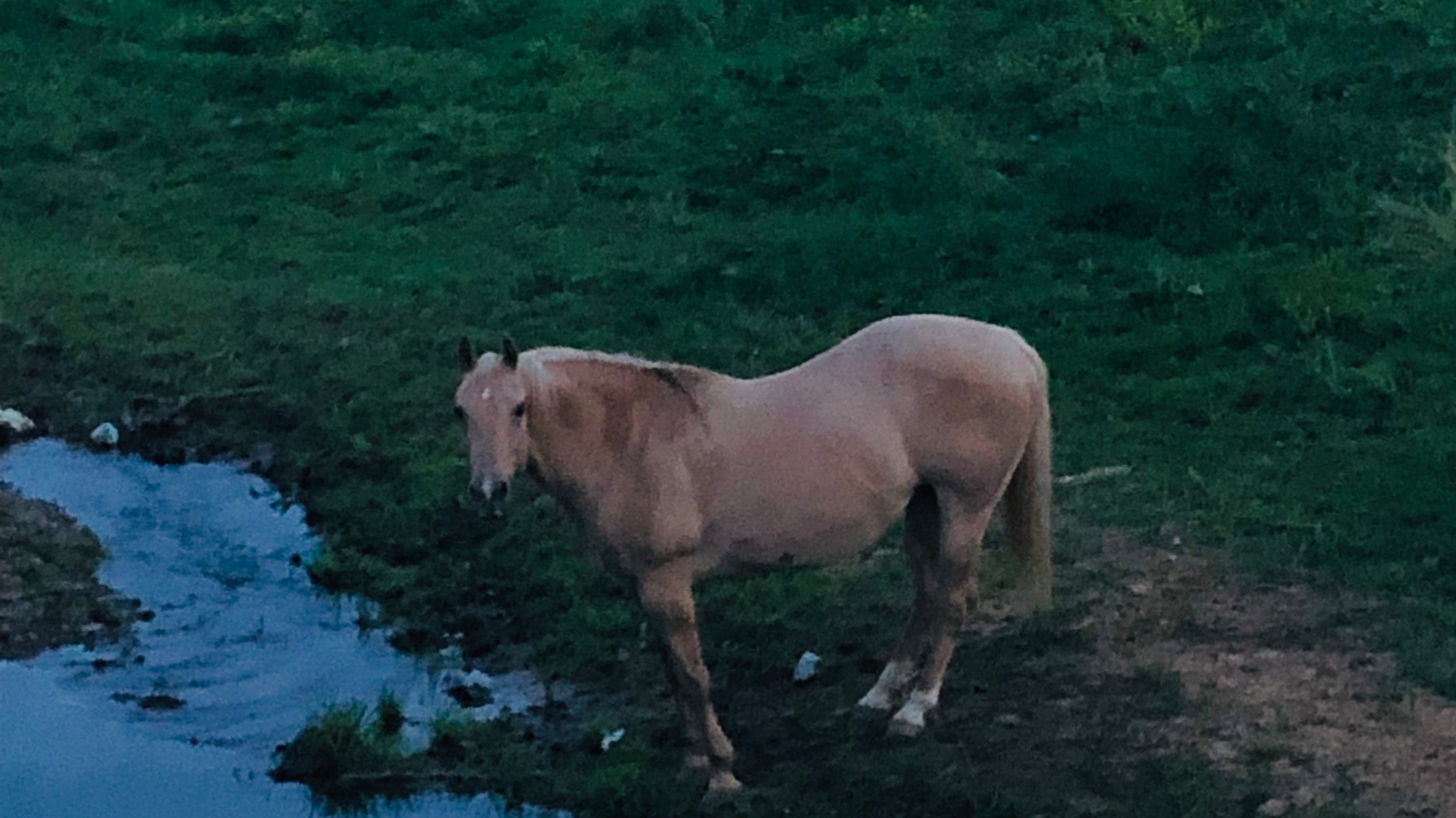 What horse girls go through some days...