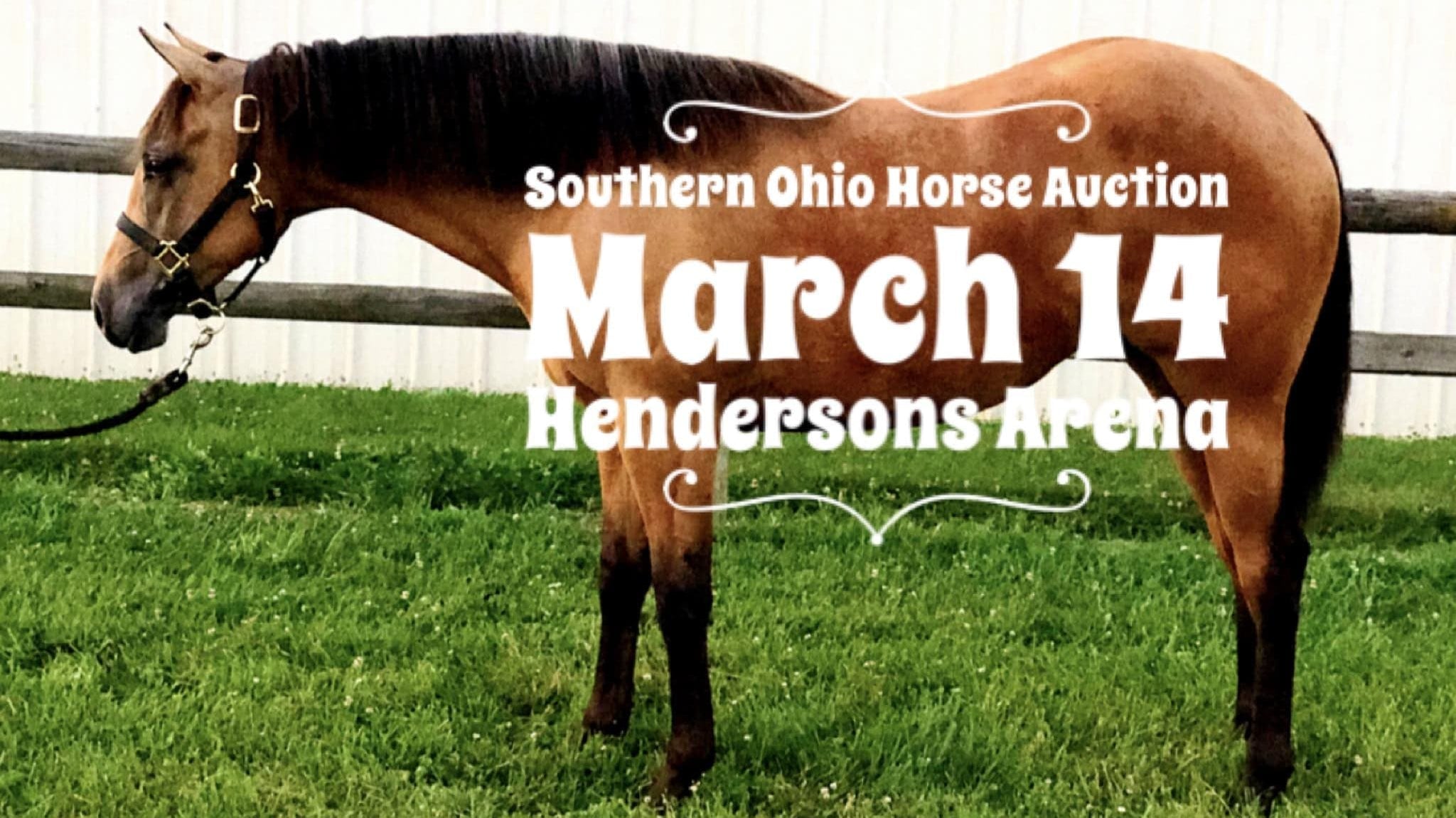 Southern Ohio Horse Sale