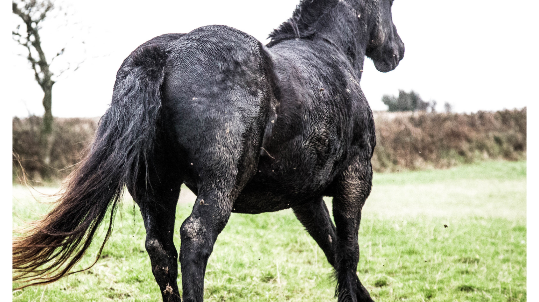 Equine Spring Checklist