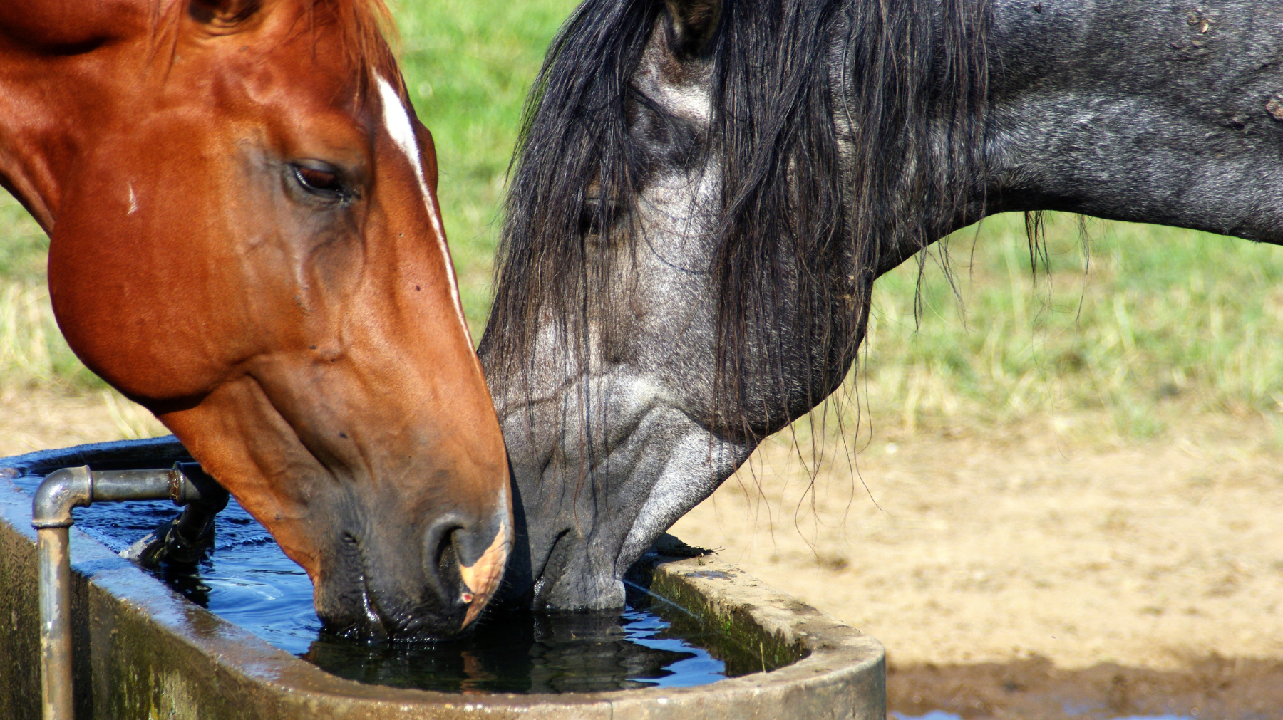 Horses + Hydration