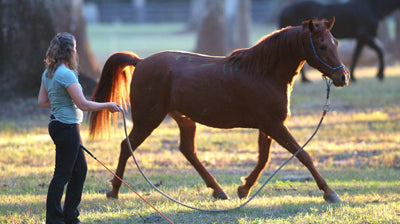 Having Fun With Your Horse