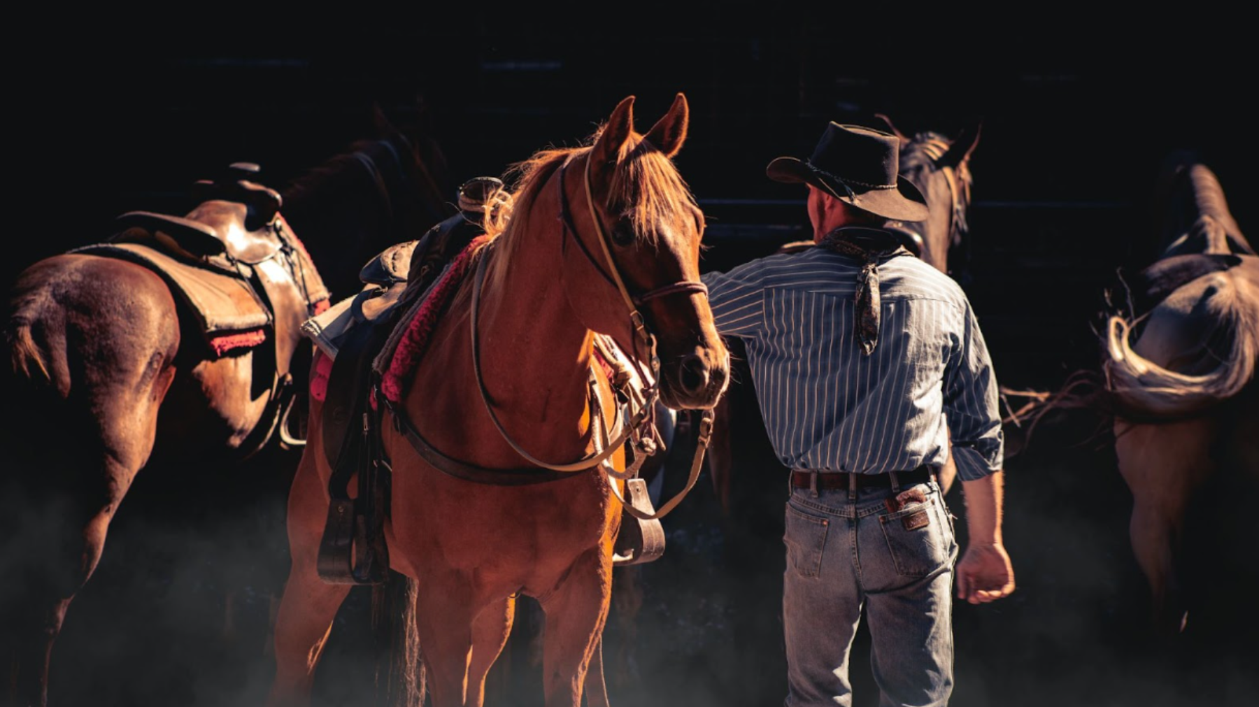 The Shank Bit – Is it Right for Your Horse?