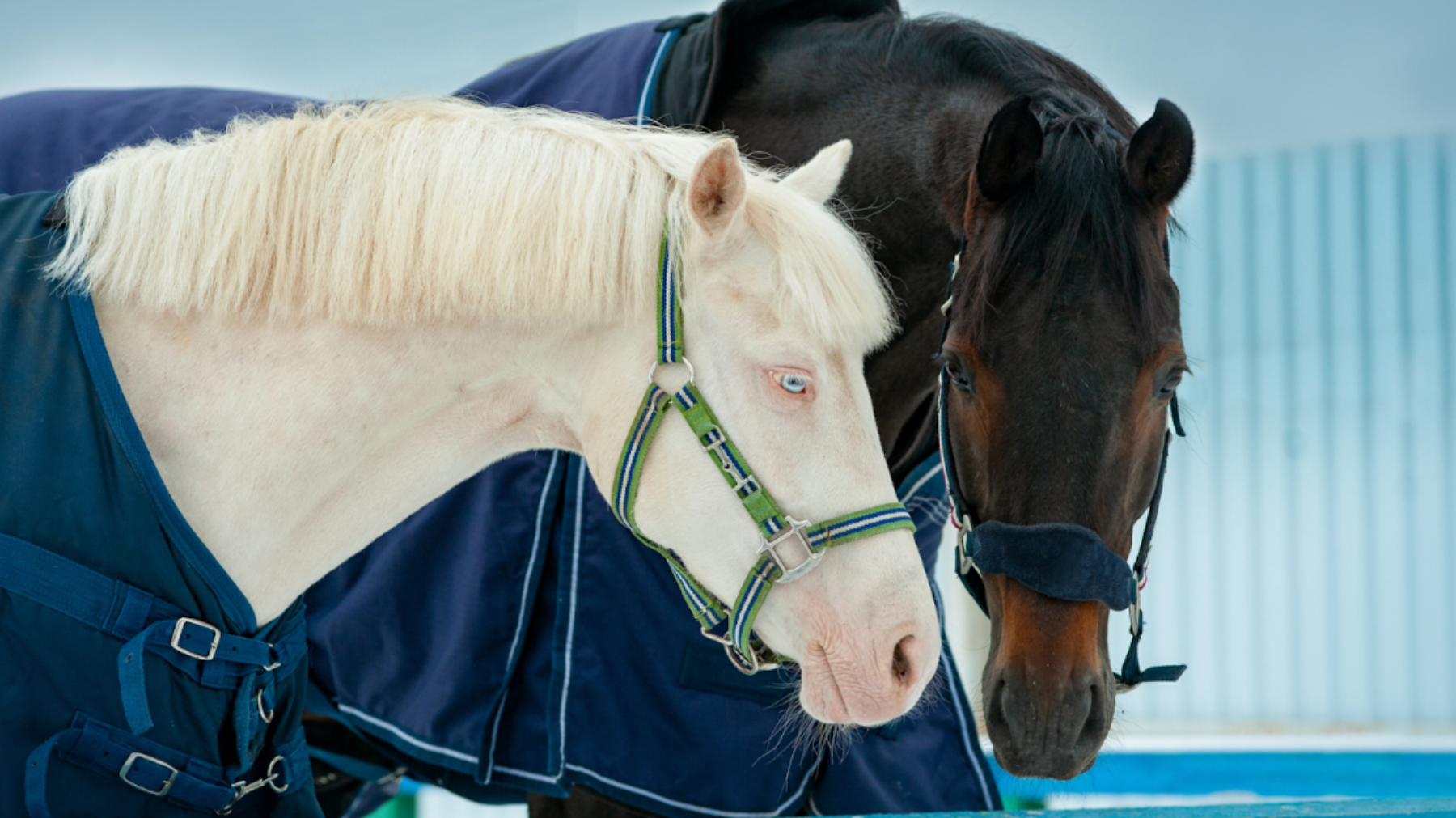 Keeping a Good Coat in the Winter