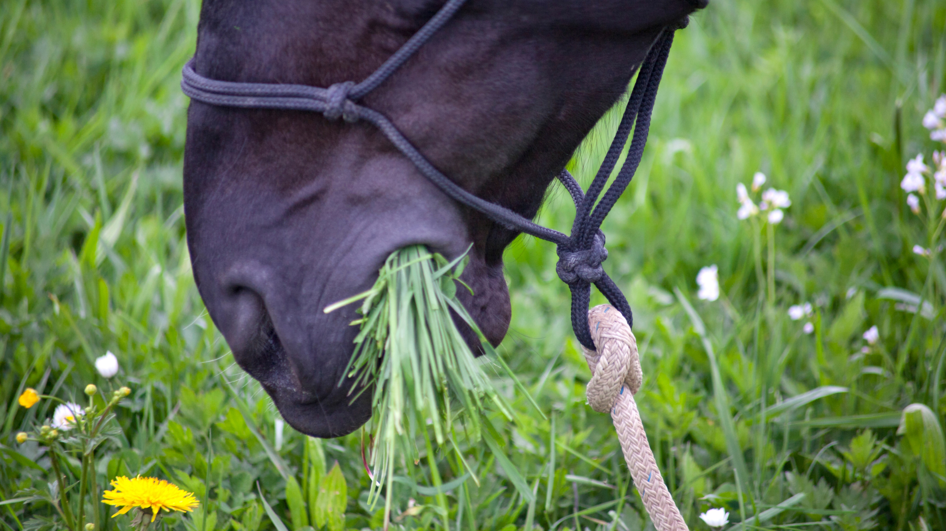 Founder in Horses: Signs, Prevention, + Treatment