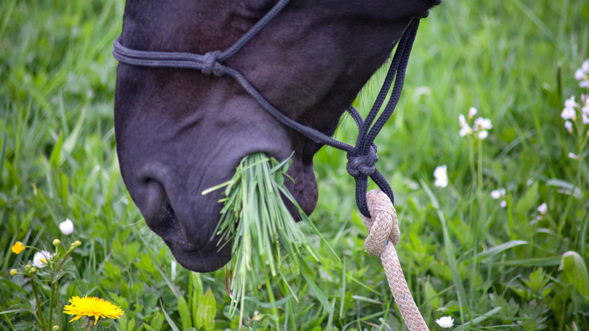 Founder in Horses Signs, Prevention, + Treatment Henderson's Western
