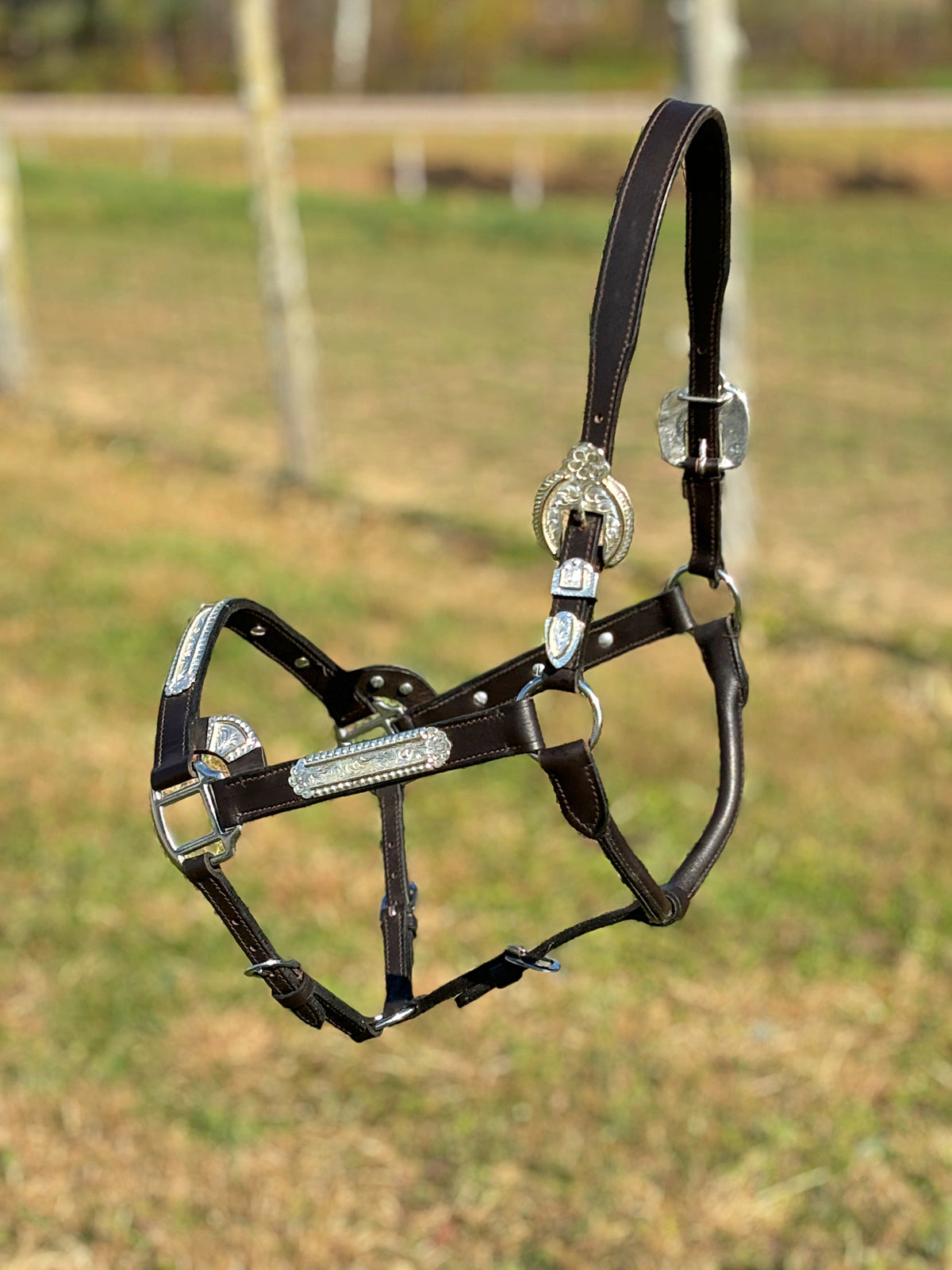 Shiloh Show Halters