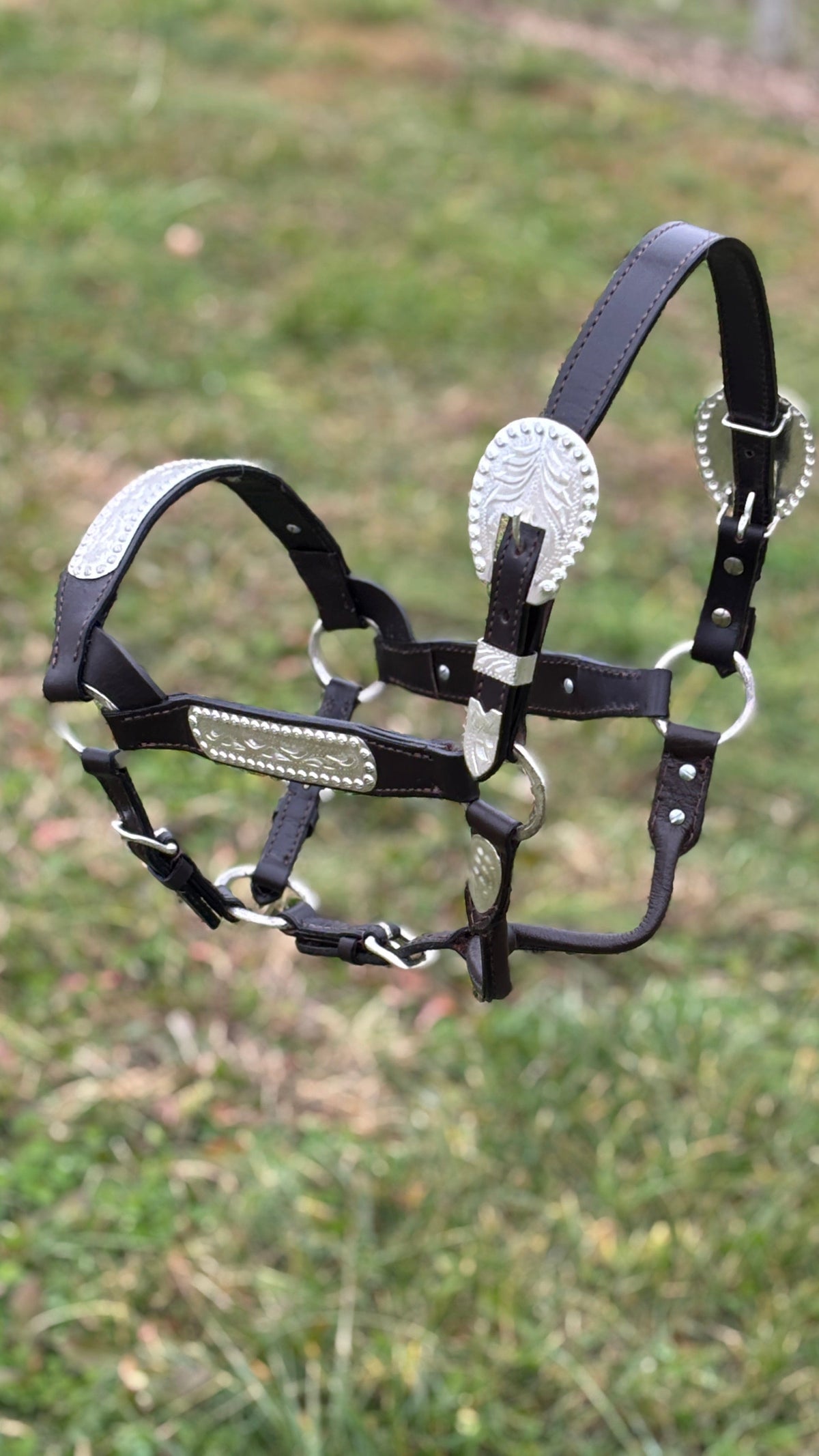 Shiloh Show Halters