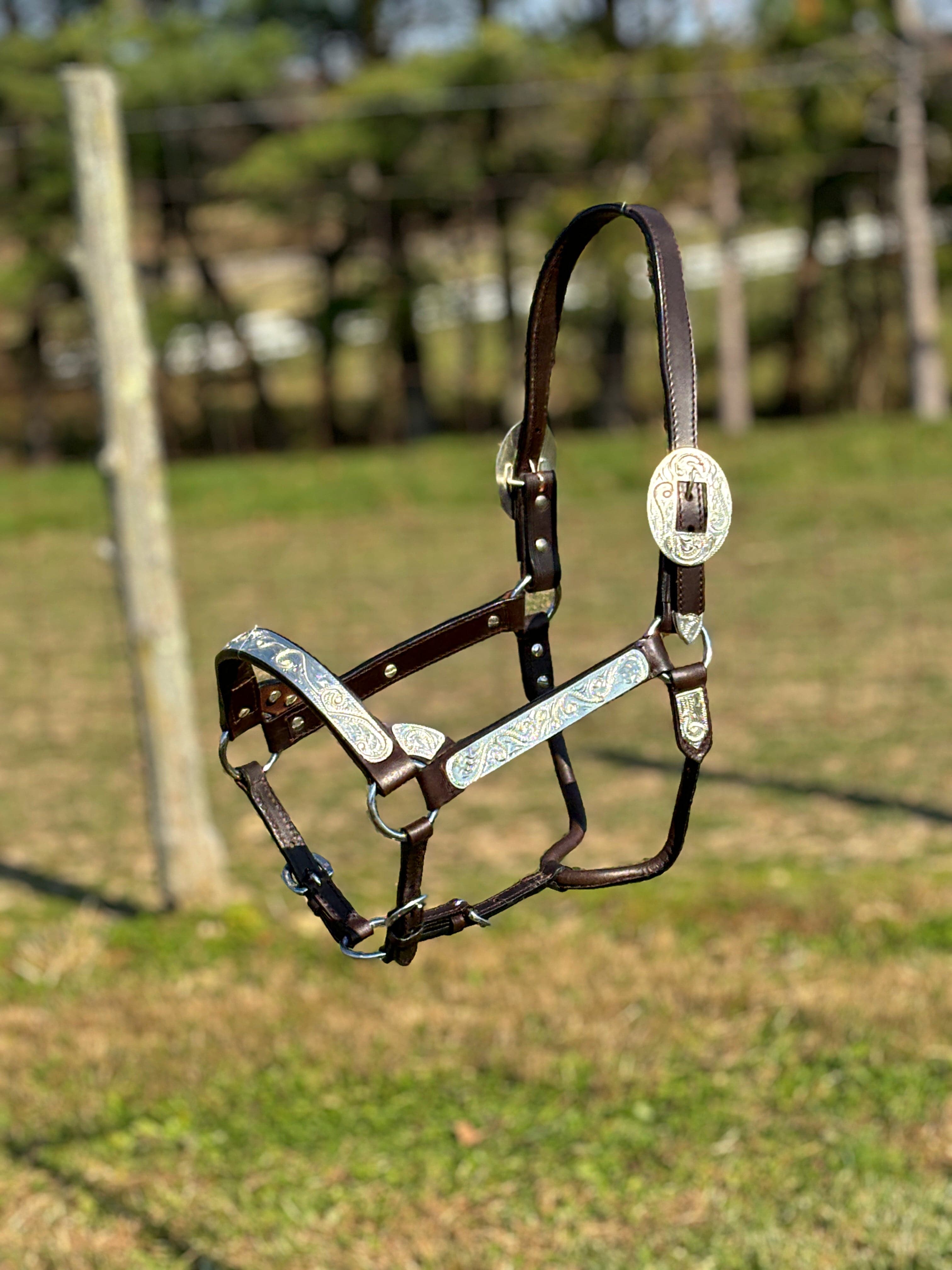 Royal King Show Halter ~ Silver Scroll - Henderson's Western Store