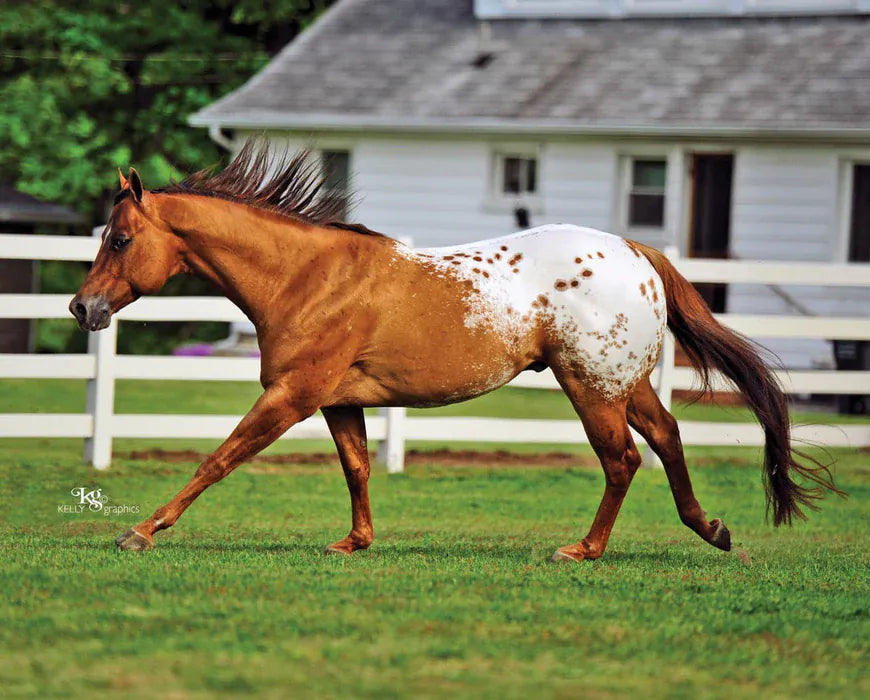 Chocolatey by Breyer - Henderson's Western Store