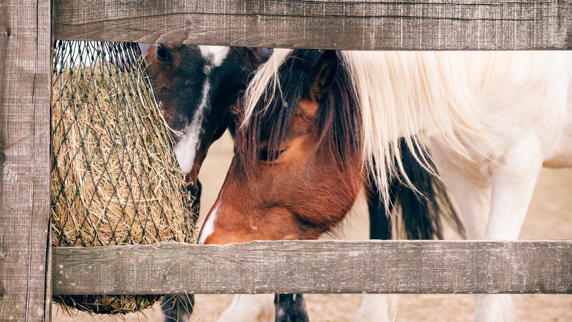Benefits of Slow Feeders for Horses