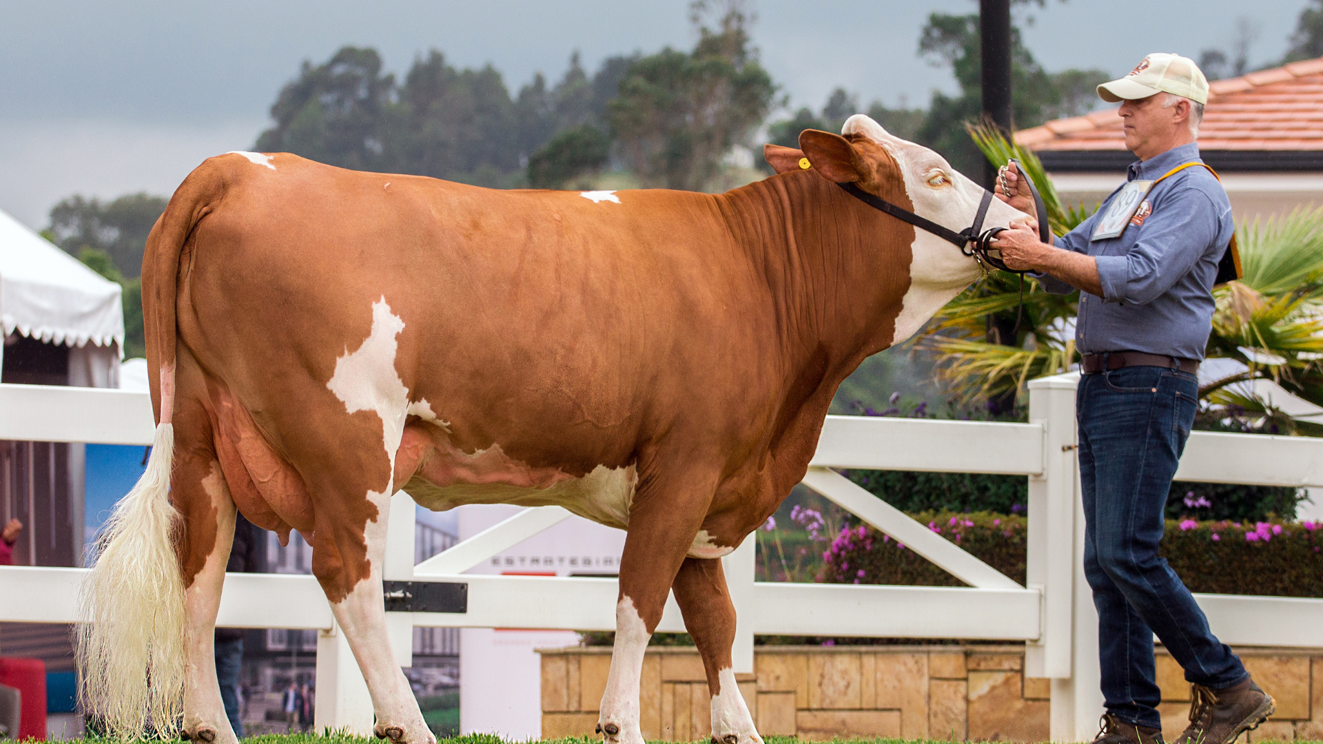 Grooming Cattle for Show