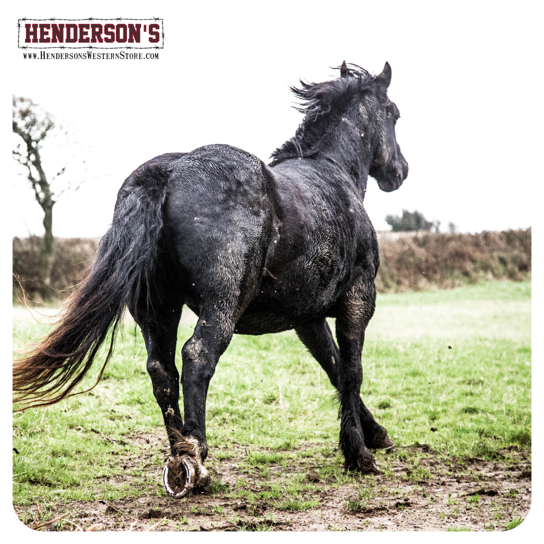 Equine Spring Checklist