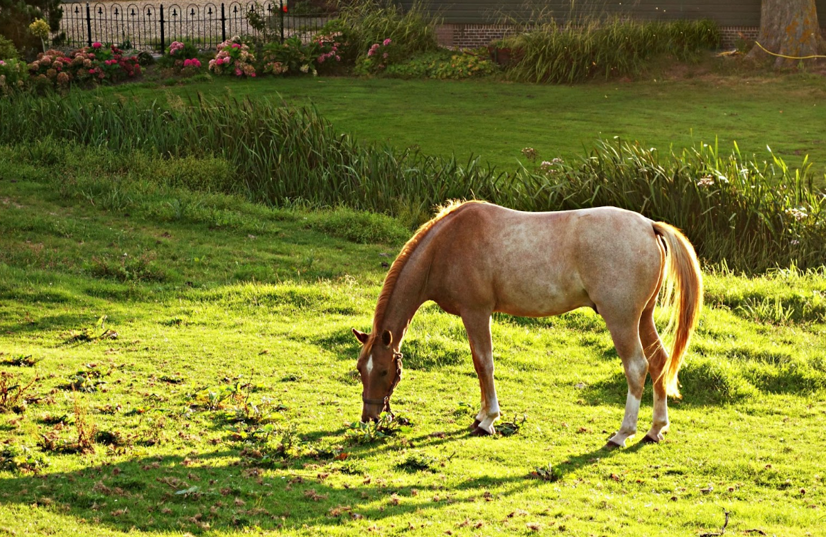 6 Great Ways to Keep the Flies at Bay this Summer