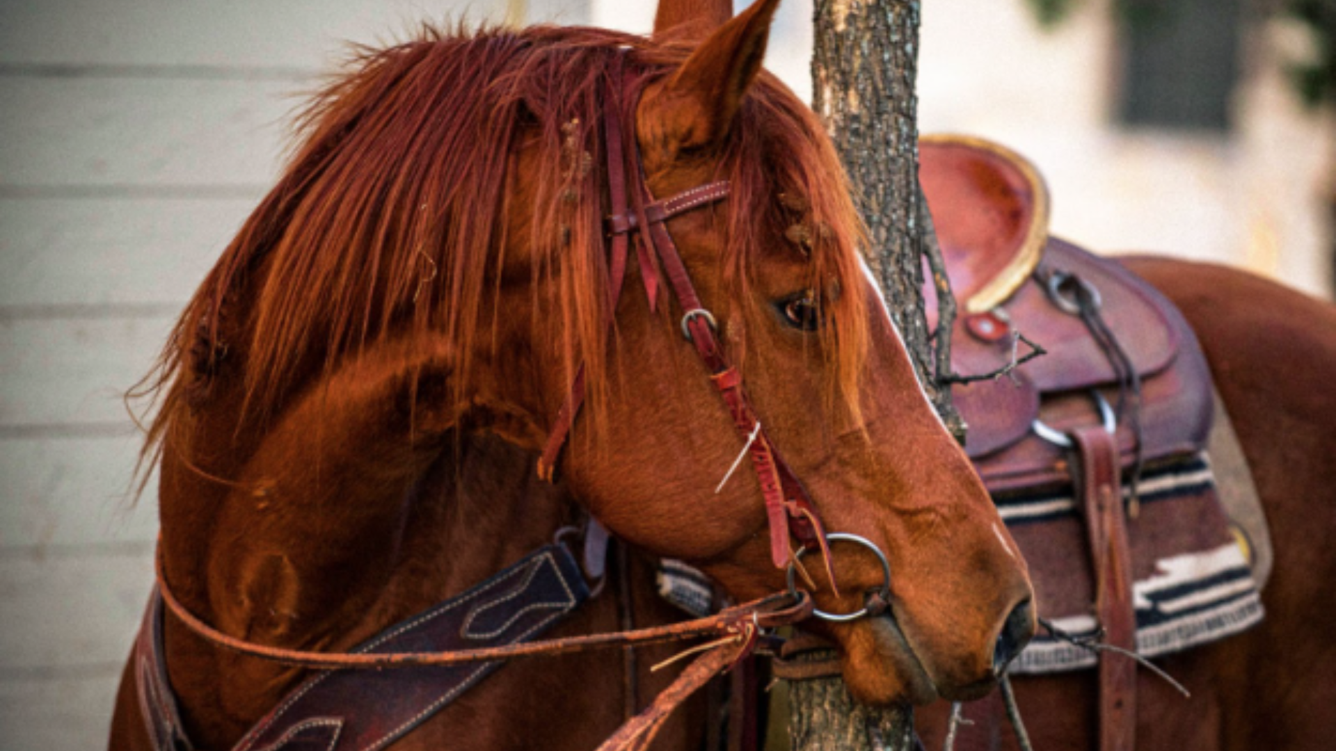 The Snaffle Bit: Is It Right for Your Horse?