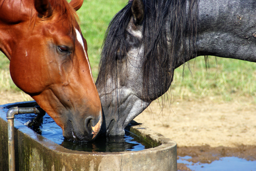 Horses + Hydration