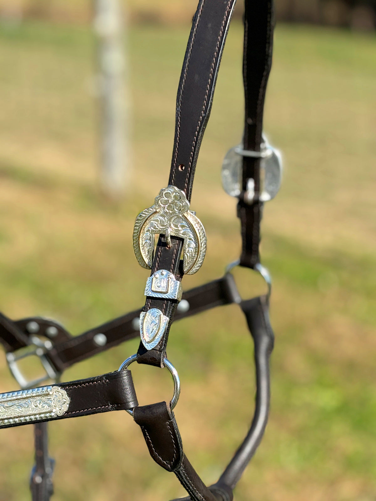 Shiloh Show Halters