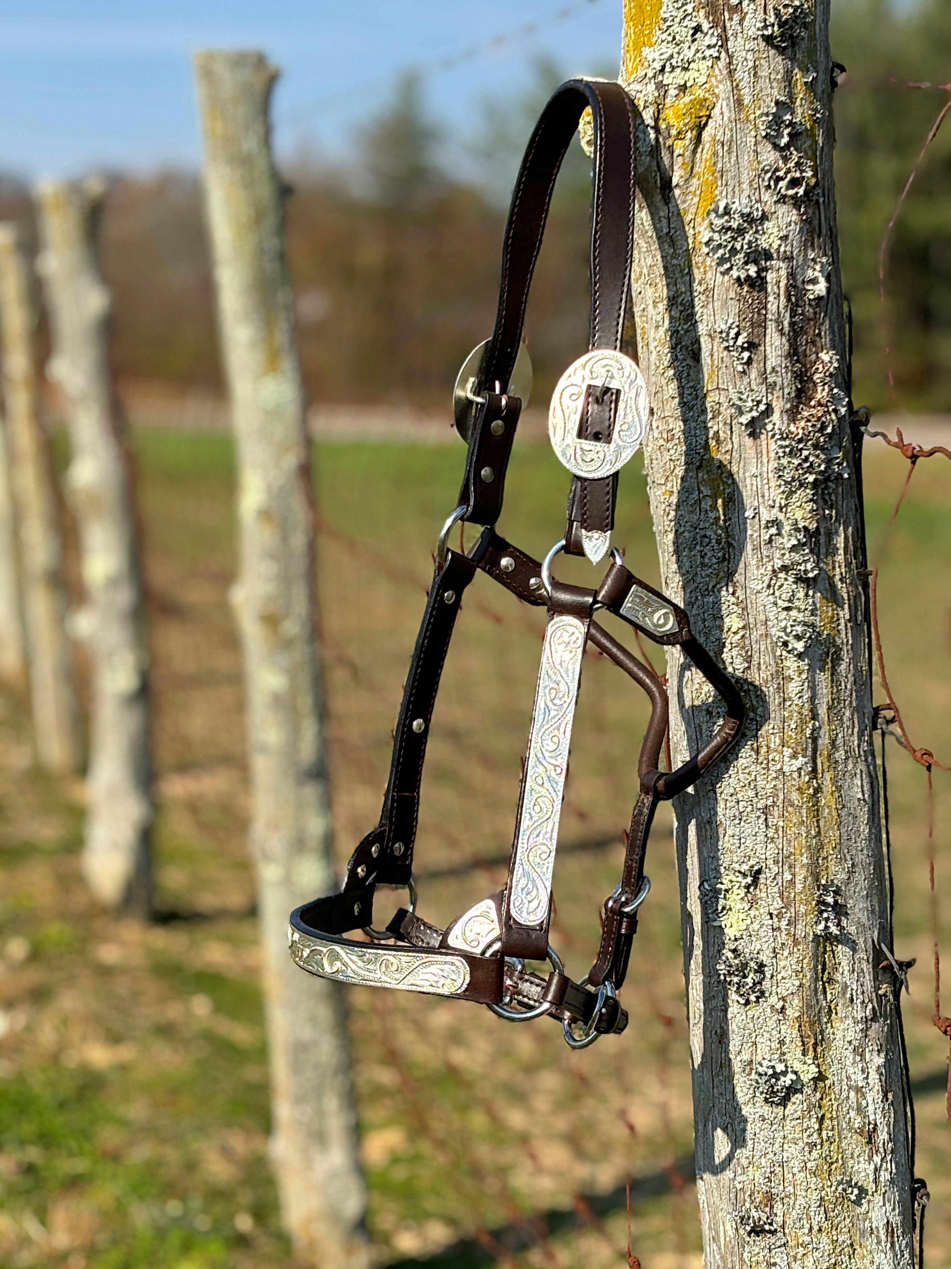Royal King Show Halter ~ Silver Scroll - Henderson's Western Store