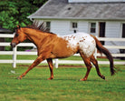 Chocolatey by Breyer - Henderson's Western Store